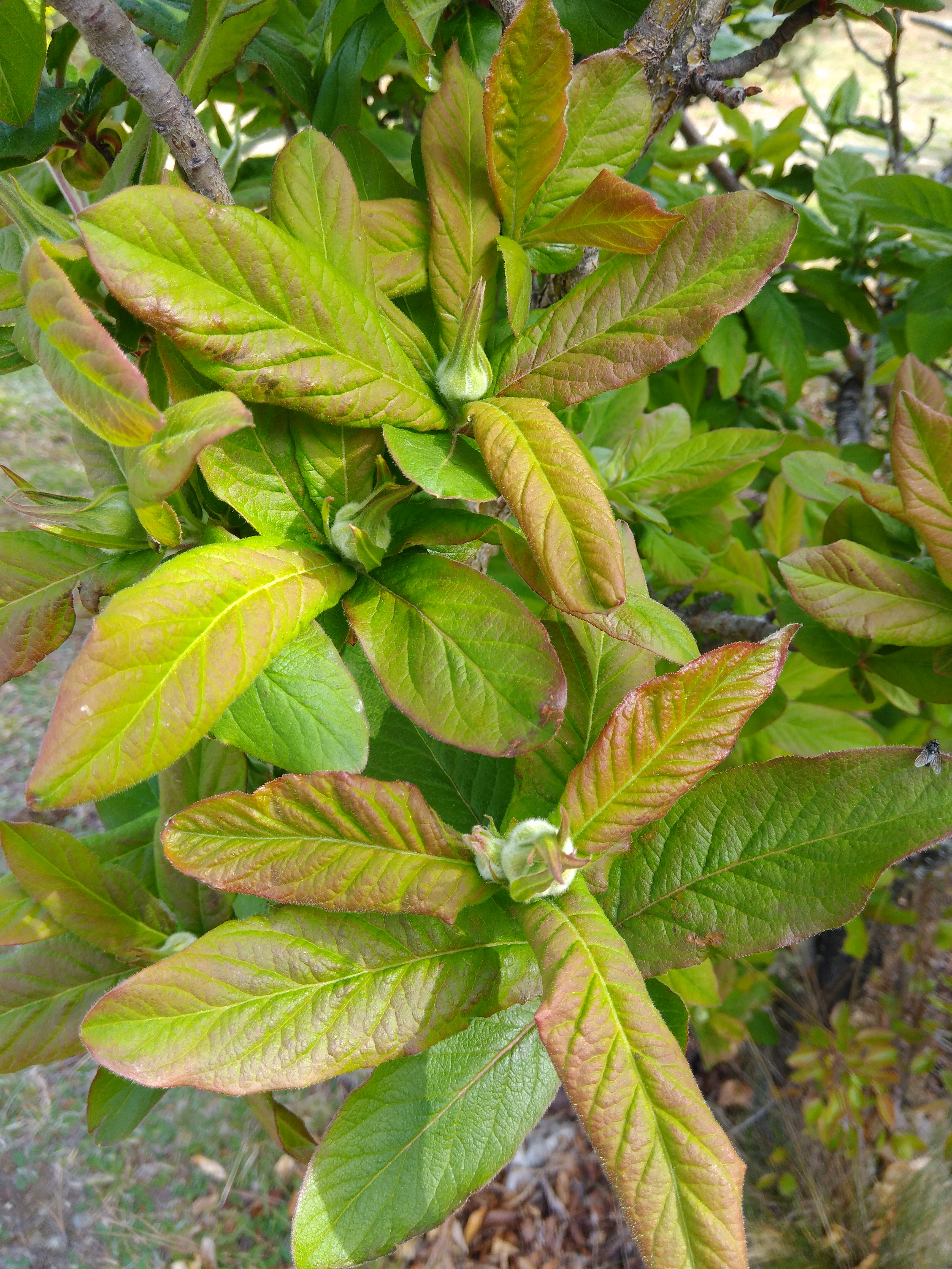 Easter Arboretum Tour – Guided Garden Tours