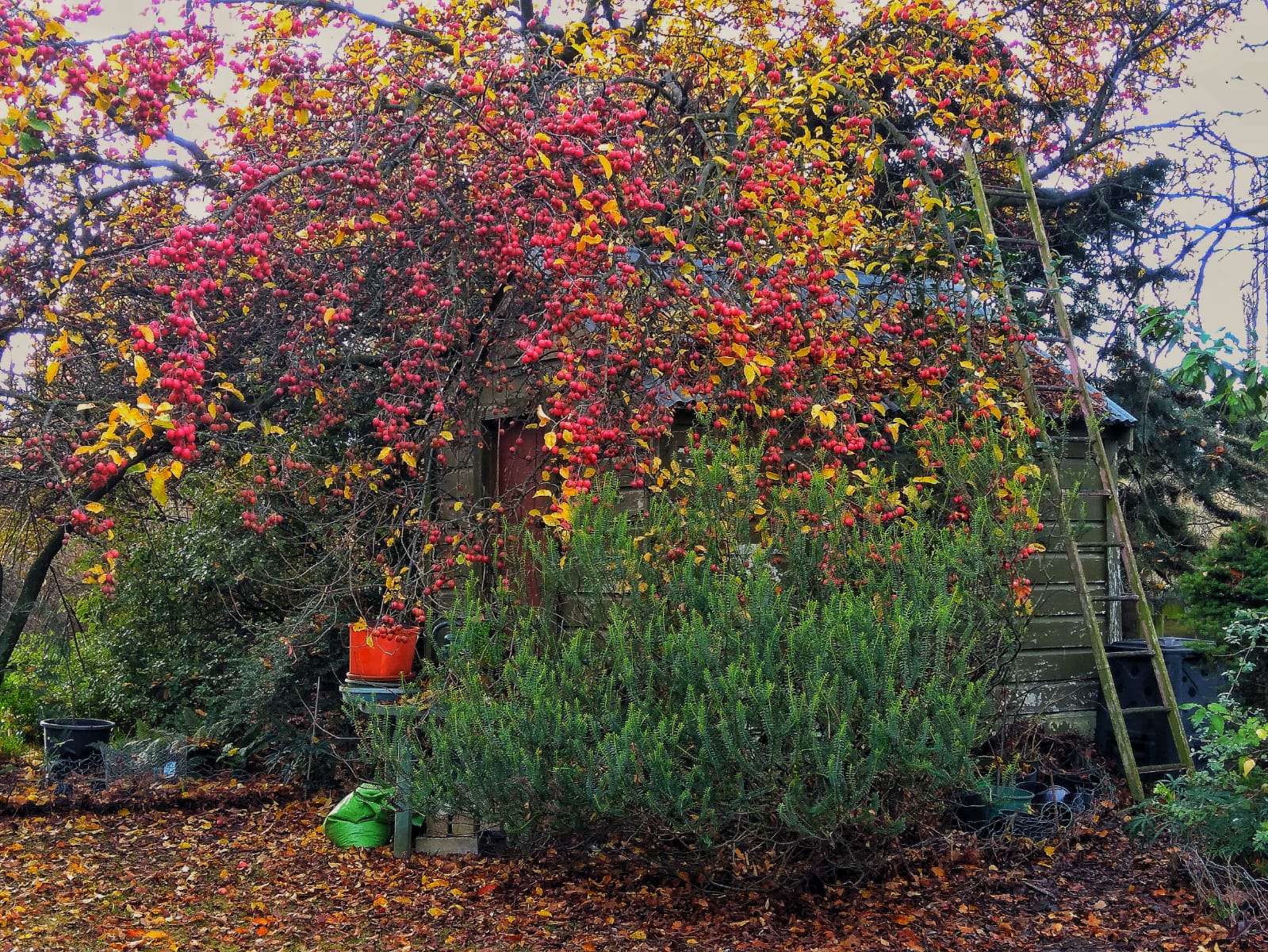 Crabapple tree covered in red crabapples, therefore full of birds and songs
