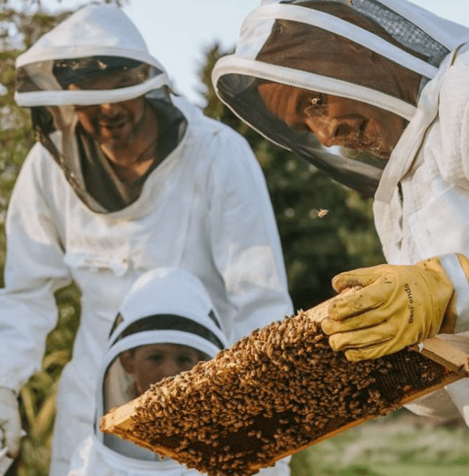 Bee keeper observing and showing bees to child and man