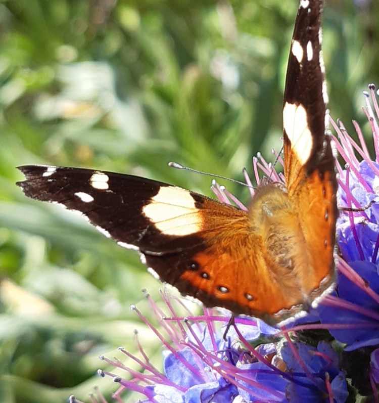 How to attract insects in a garden