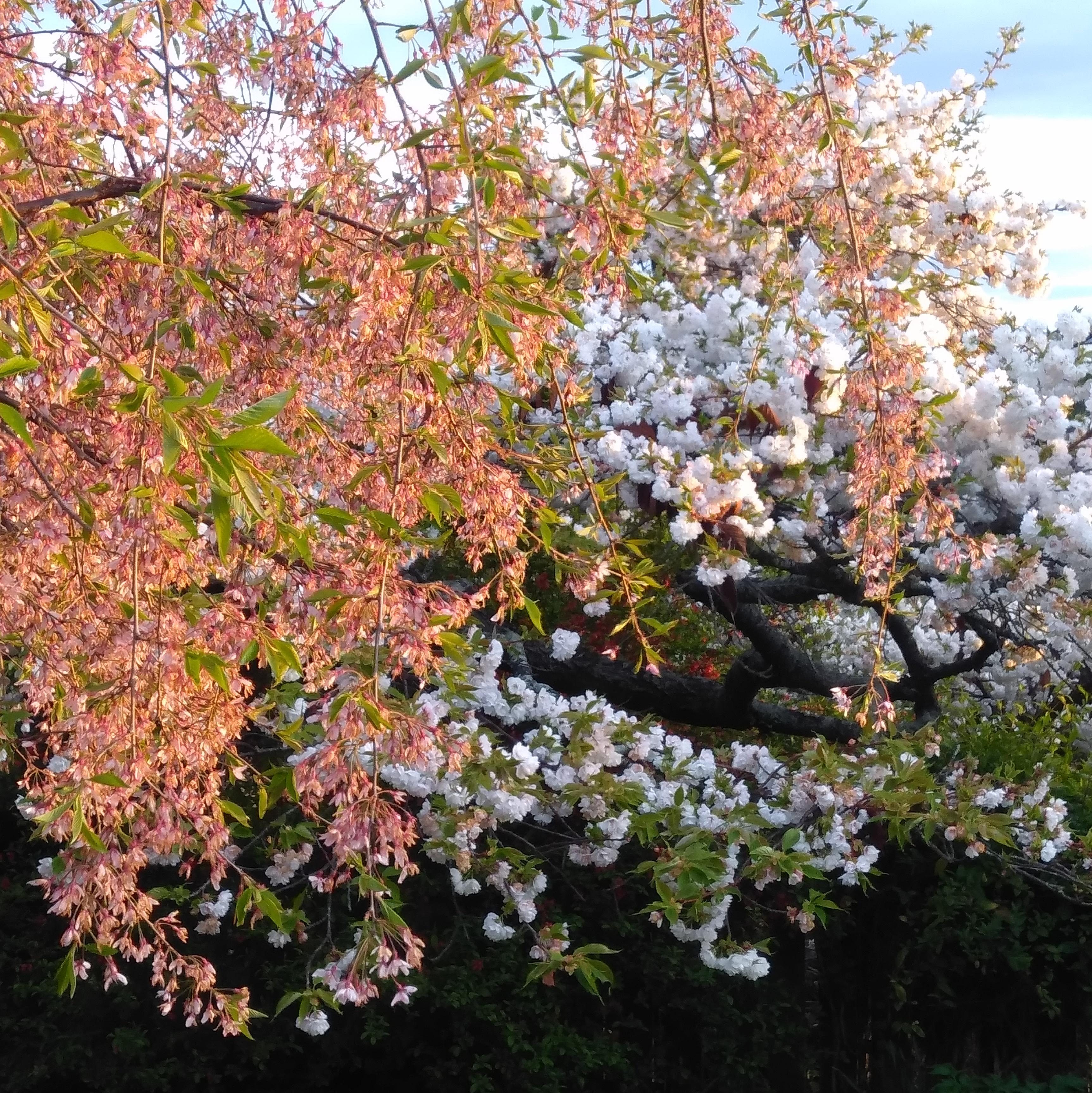 Pink and white Cherry blossoms trees flowering together. 
Enjoy the wonder of spring in a guided garden tour in Wānaka, a great activity with friends and family
