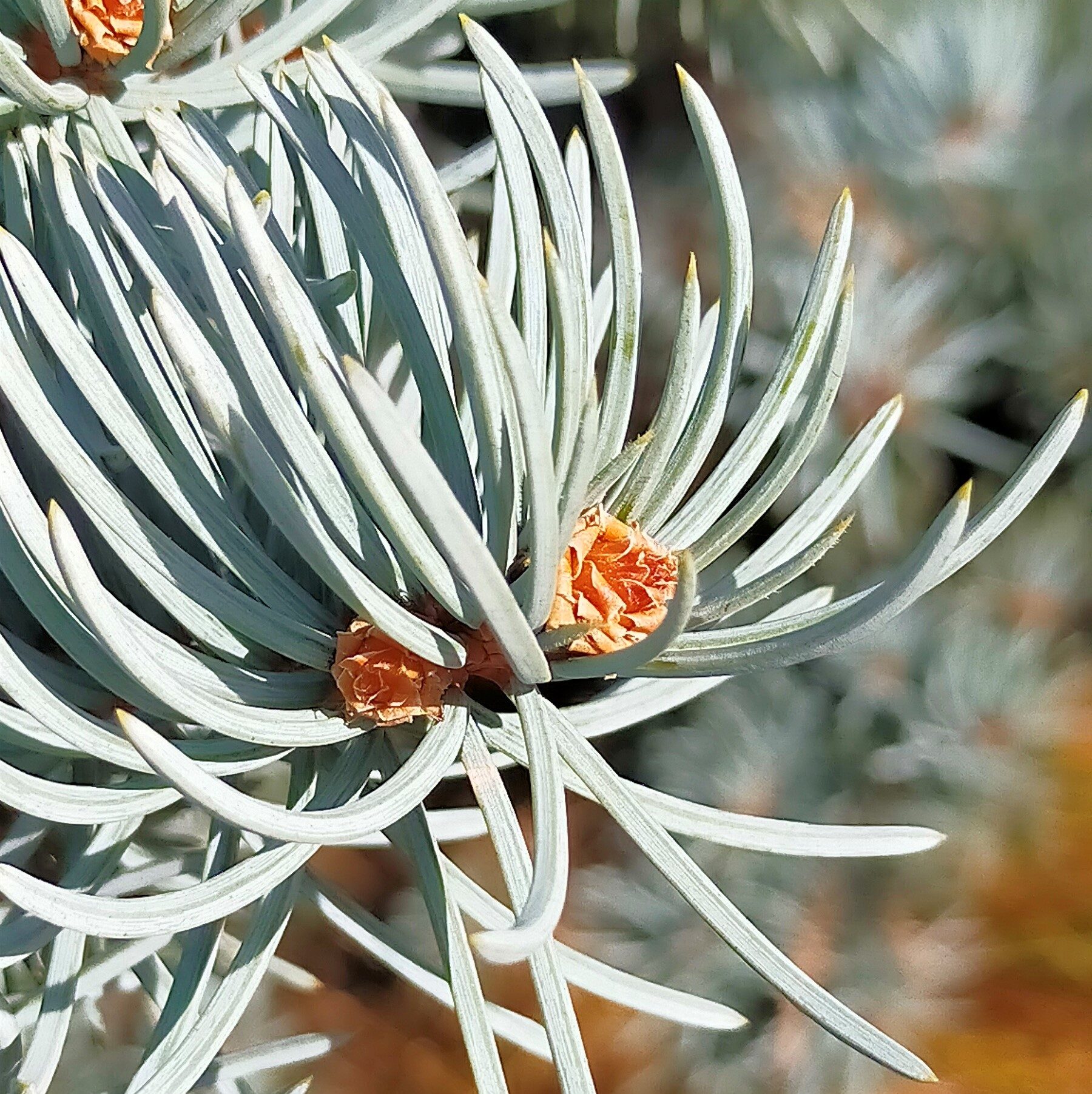Very blue tip of a Colorado Spruce "Koster" with early cones
Plenty of occasions to admire beautiful trees