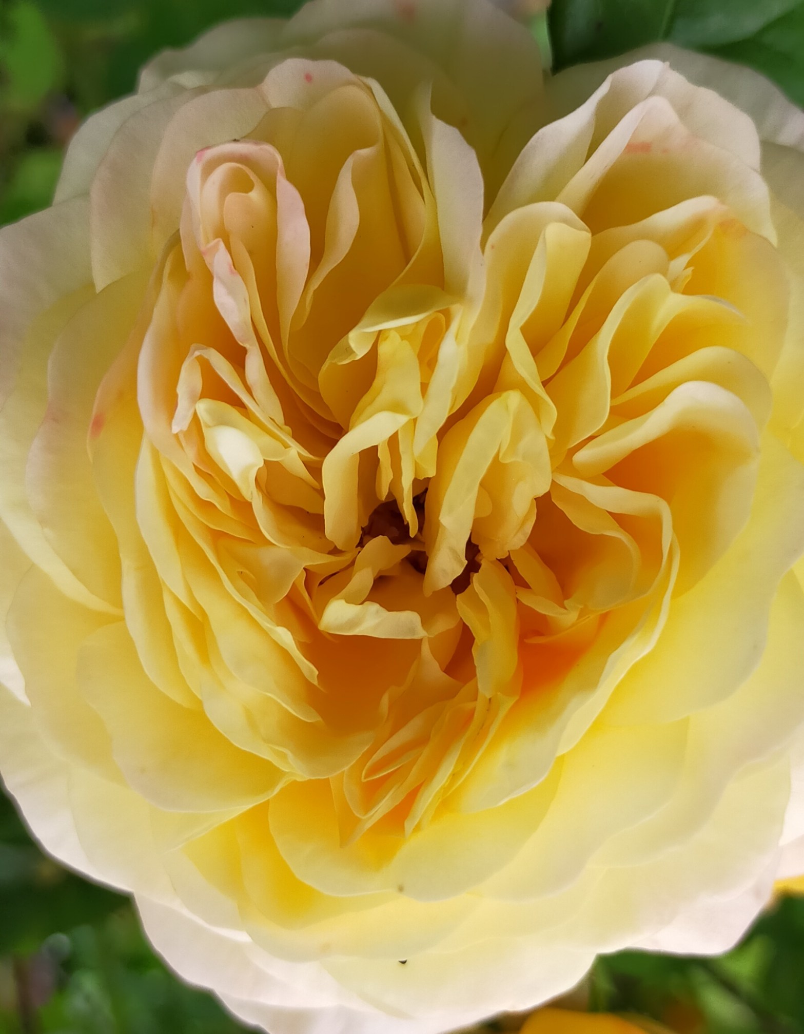 Light yellow Rose close-up in a heart shape
