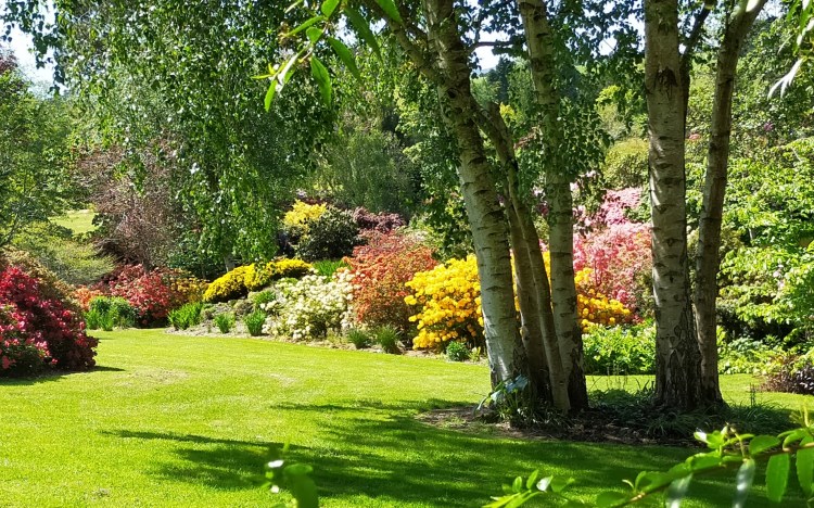 Extensive flower border and flowering hedge with silver birch trees in a beautiful established magazine-style garden.