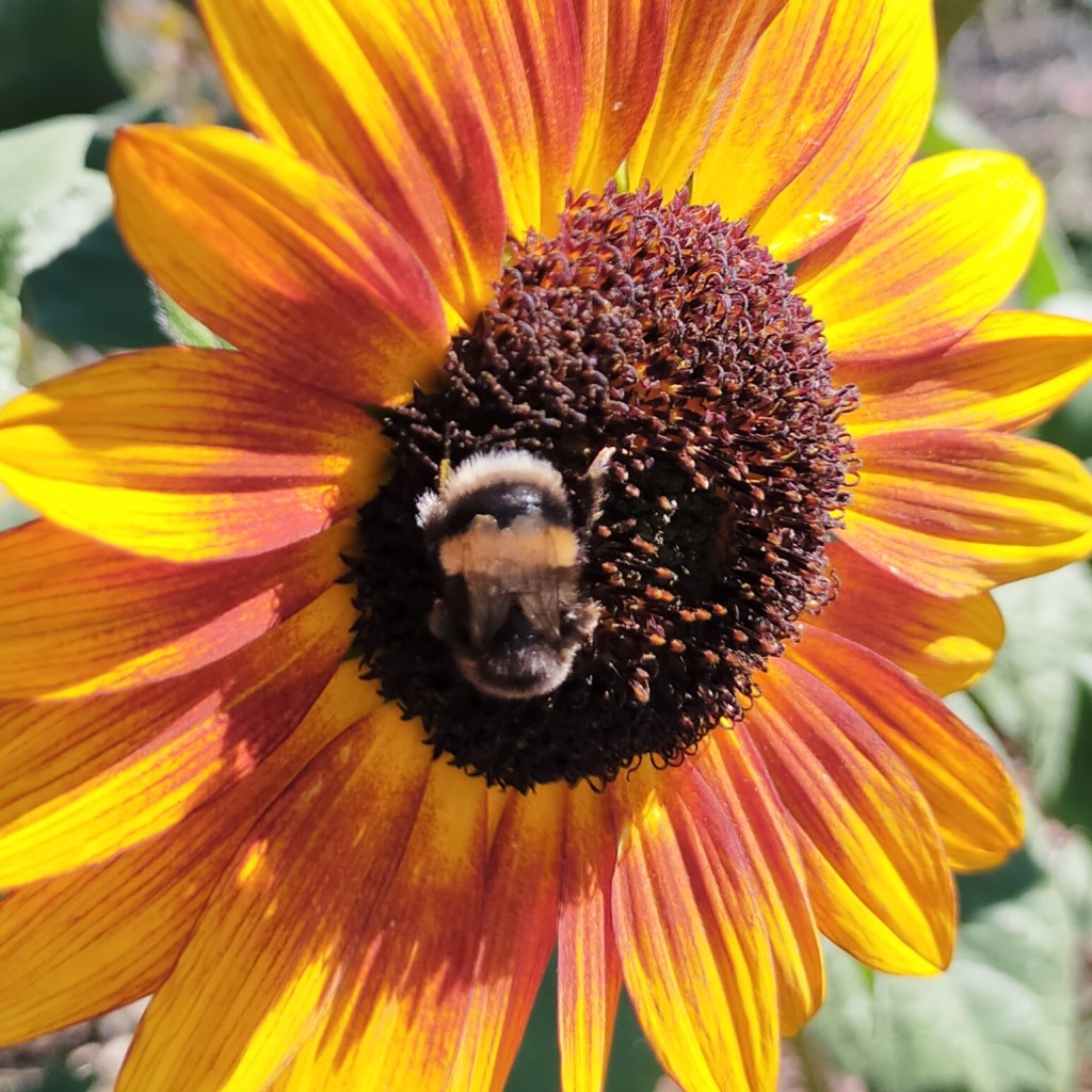 Bumblebee on a sunflower