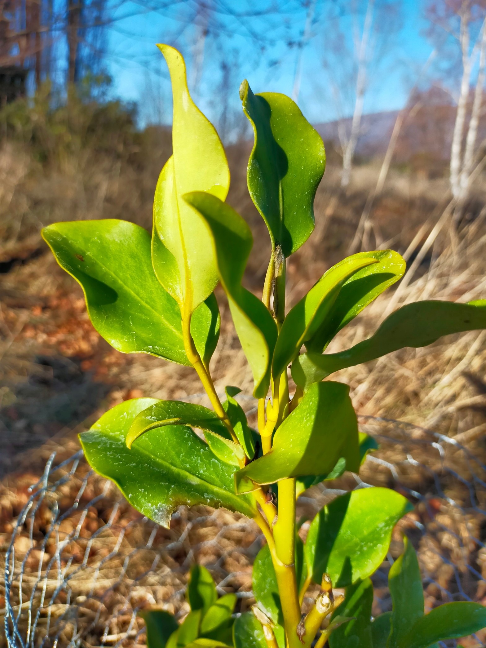 Griselinia, planted this season to offset the business carbon emissions
