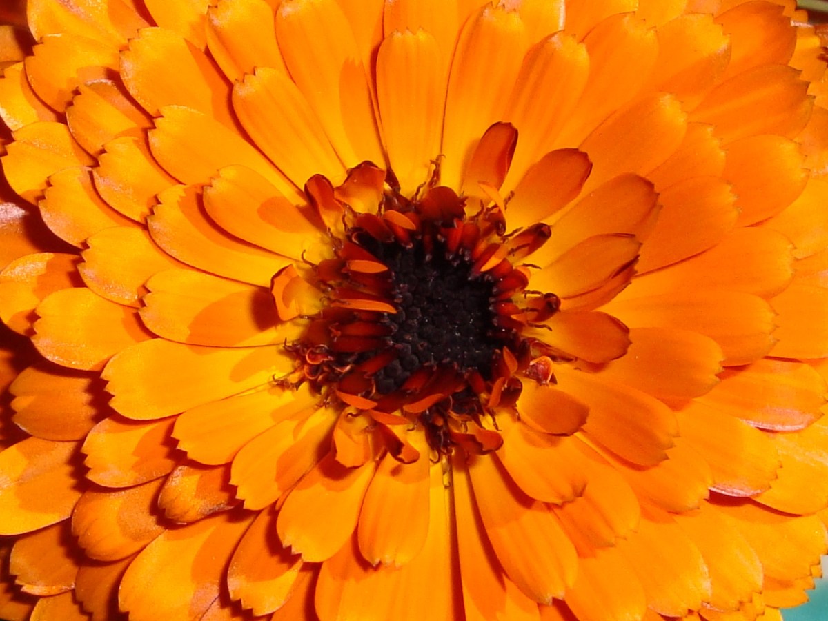 Calendula Wonders