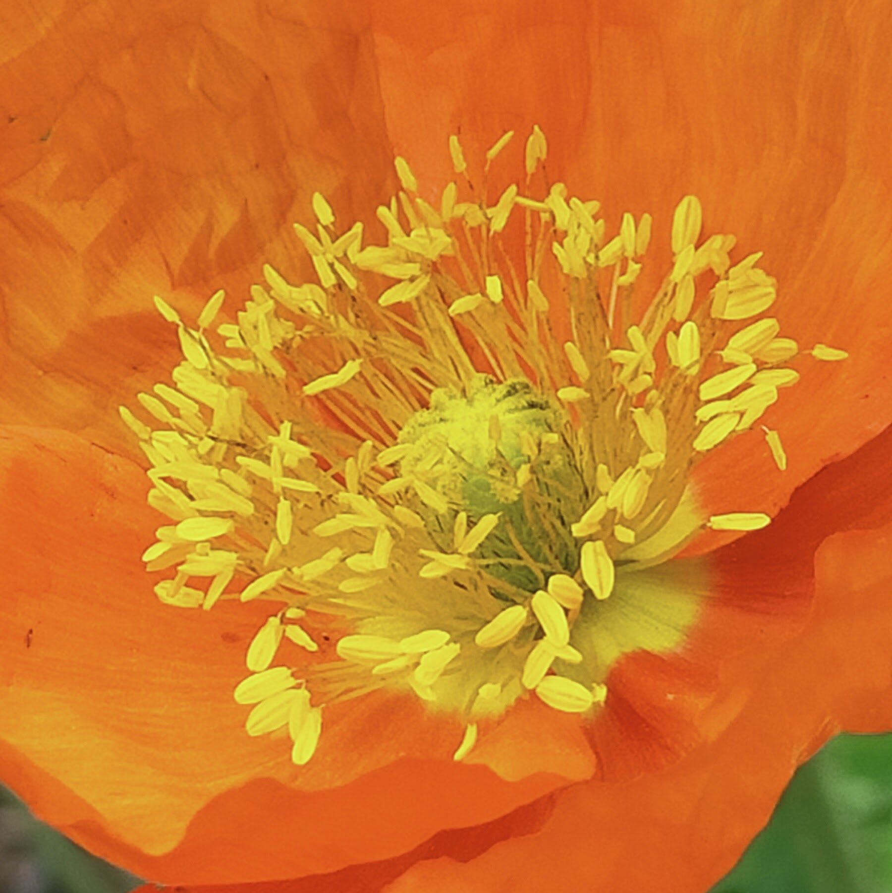 Admire and enjoy garden, flowers, trees and nature beauty