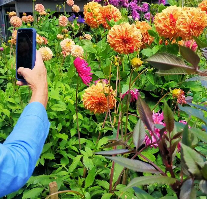 Beautiful flowers, dahlia lover, flower lovers, garden lovers, luxury tourism, bespoke tours, custom tours, customized tours, private tours, beautiful activity in Wanaka, memorable experience