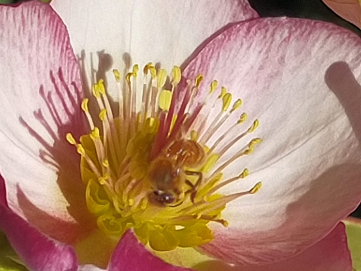 Wānaka Half-Day Garden Tours: Experience the Beauty of Spring, Summer, and&nbsp;Autumn