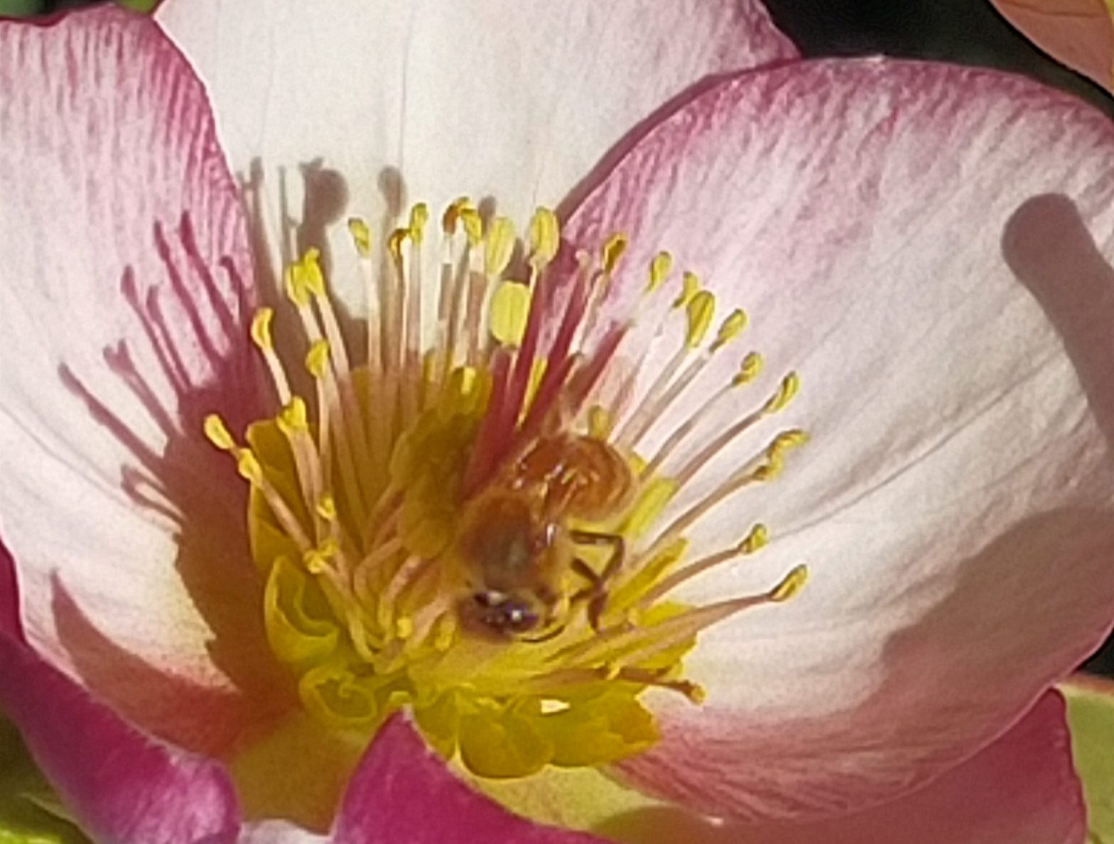 Bee enjoying early spring Hellebore nectar