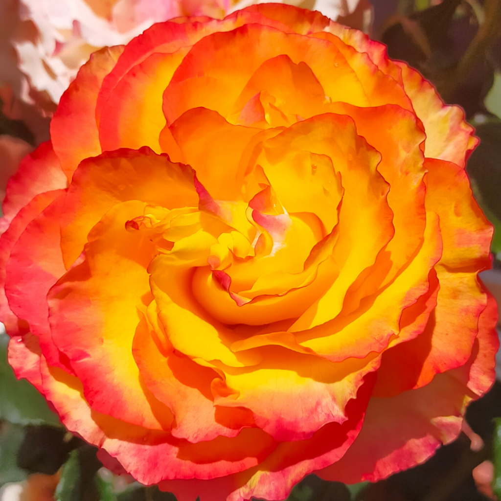 Spectacular orange rose